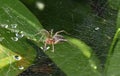 spider in a web between green leaves Royalty Free Stock Photo