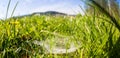 A spider web on a green meadow, deep perspective