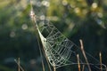 Spider web in a green summer meadow