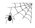 Spider web Hand drawn sketched web vector illustration isolated on white background Royalty Free Stock Photo
