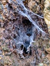 Spider web in the hollow of a tree Royalty Free Stock Photo