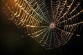 a spider web illustrating interconnectivity Royalty Free Stock Photo