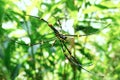 Spider on the web in the Indonesia tropical forest Royalty Free Stock Photo