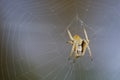 Spider On Web Indoors