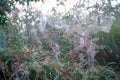 A lot of cobwebs in the morning on a bush. Royalty Free Stock Photo