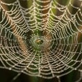 A spider web intricately woven in a circular pattern, covered with dewdr Royalty Free Stock Photo