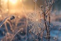 A spider web, intricately woven, sits in the center of a vast field, Frosty cobwebs sparkling in morning light, AI Generated