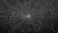 Spider web isolated on transparent background vector illustration