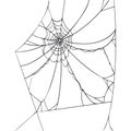 Spider web isolated on white background. Realistic hand drawn line sketch. Halloween spooky cobwebs. Outline black