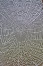 Spider Web