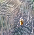 Spider web and its owner shrunken at the center