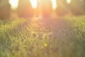 Spider web in low sunlight with sun shafts