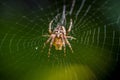 Spider on web macro