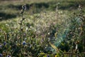 Spider web on a meadow.