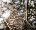 Spider web on a meadow in the morning