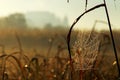 Spider Web In Autumn Morning Royalty Free Stock Photo