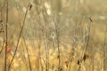 spider web on a meadow sunny autumn morning close up of cobweb the day spiderweb covered with dew backlit by rising sun october