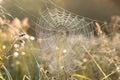 spider web on a meadow on a sunny autumn morning close up of cobweb on the meadow on a sunny autumn day spiderweb covered with Royalty Free Stock Photo