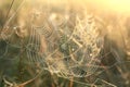 spider web on a meadow on a sunny autumn morning close up of cobweb on the meadow on a sunny autumn day spiderweb covered with