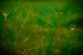 Spider web in meadow