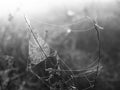 Spider web on a meadow at sunrise time