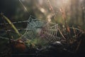 a spider web in the middle of a field of grass