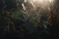 a spider web in the middle of a forest with dew on it Royalty Free Stock Photo
