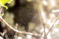Spider web in the middle of the forest Royalty Free Stock Photo