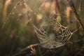 a spider web in the middle of a grassy field with dew on it Royalty Free Stock Photo