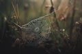 a spider web in the middle of a grassy field with dew on it Royalty Free Stock Photo