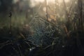a spider web in the middle of a grassy field with dew on it Royalty Free Stock Photo
