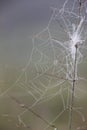 Spider web on in the morning Royalty Free Stock Photo