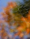 Spider web morning dew autumn. Royalty Free Stock Photo