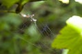 spider web with dew drops on green background Royalty Free Stock Photo