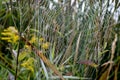 Spider Web With Morning Dew Drops Royalty Free Stock Photo