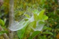 Spider web with morning dew Royalty Free Stock Photo