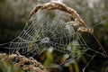 A spider web in the morning dew Royalty Free Stock Photo