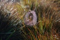 Spider web in morning dewy grass, Sri Lanka