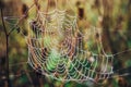 Spider web with morning drops of dew, close-up Royalty Free Stock Photo