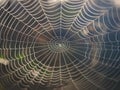 Spider web in morning light Royalty Free Stock Photo