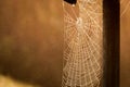 Spider web in the morning light Royalty Free Stock Photo