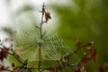 Spider web with morning mist against a blurry background Royalty Free Stock Photo