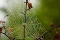Spider web with morning mist against a blurry background Royalty Free Stock Photo