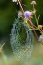 Spider web natural aesthetic wilderness close-up scenery view of vertical photo