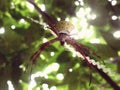 Spider web nature forest photo Royalty Free Stock Photo