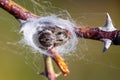 spider on a web in nature. macro. Royalty Free Stock Photo