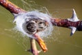 spider on a web in nature. macro.