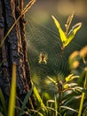 Spider And The Web In The Nature Place Royalty Free Stock Photo