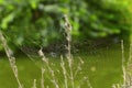 Spider web near Pune, Maharshtra Royalty Free Stock Photo