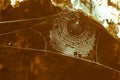 A spider web near a tree trunk. Soft focus, out of focus. Toned photo